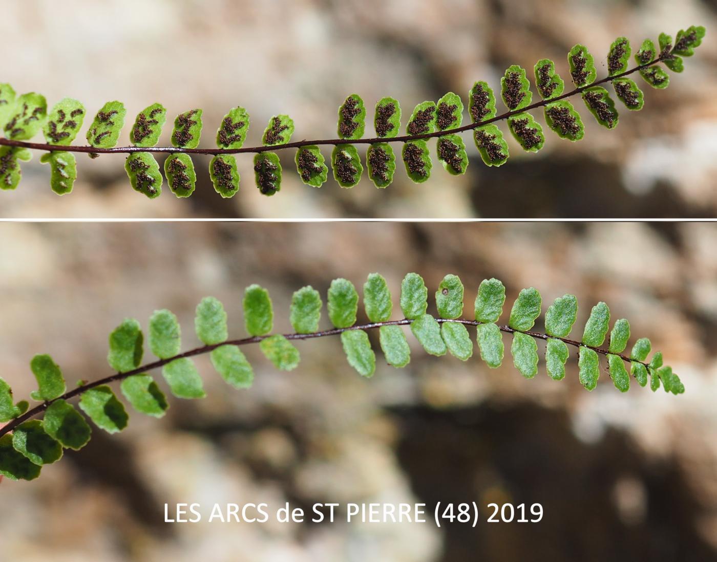 Spleenwort, Maidenhair leaf